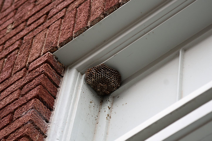 We provide a wasp nest removal service for domestic and commercial properties in Brixham.